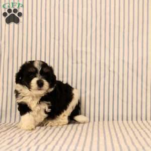 Nick, Maltipoo Puppy